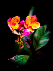 pink yellow orchid flower Spathoglottis © Panuphong