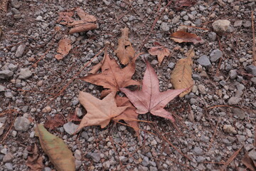 Tree leaves, natural textures.