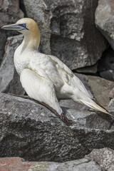 A Gannet amongst rocks on Ailsa Craig Island, Scotland