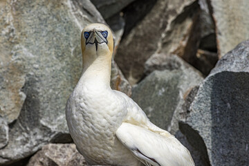 A Gannet amongst rocks on Ailsa Craig Island, Scotland
