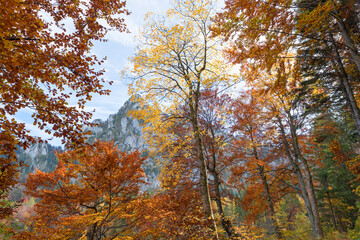 Fototapeta na wymiar autumnal forest with colorful leaves in alpine landscape, Grunberg mountain