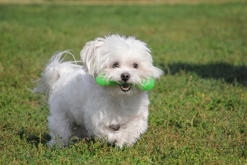 The Maltese dog is running with a toy in his mouth