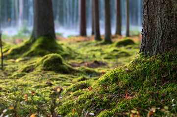 Pine tree trunk overgrowth with green moss at beautiful fogy morning in the forest.