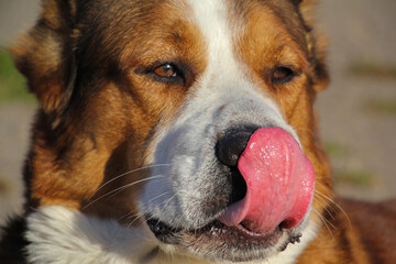 Portrait of a white and red big Central Asian Shepherd Alabai dog licking his lips