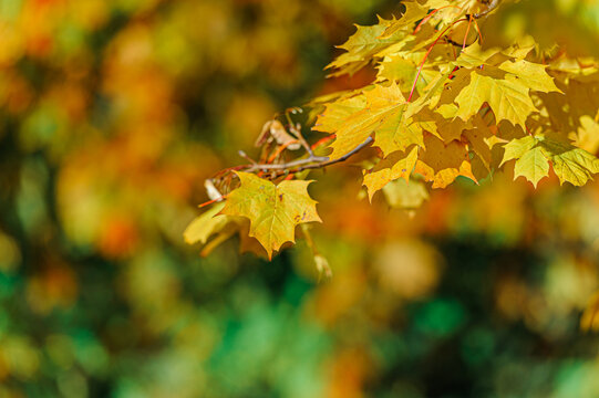 Colorful autumn leaves of maple tree with shallow focus. Fall blurred background.. Free space for text, holidays motive. Fall and Autumn Season Concept