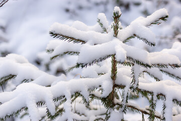 snow covered pine tree