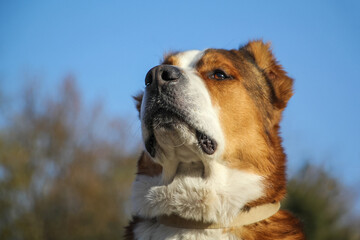 Portrait of a white and red big Central Asian Shepherd Alabai dog sitting in the forest