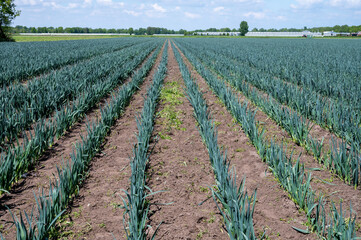 Fototapeta na wymiar Farm fields with rows of growing green leek onion