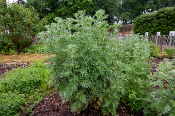 Botanical collection, young green leaves of Artemisia absinthium wormwood, absinthe, mugwort, wermout poisonous species of Artemisia, ornamental plant and is used as ingredient in spirit absinthe. - obrazy, fototapety, plakaty