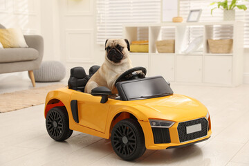 Adorable pug dog in toy car indoors