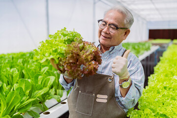 asian elder senior male greenhouse hydroponic farm business owner hand hold fresh vegetable harvest...