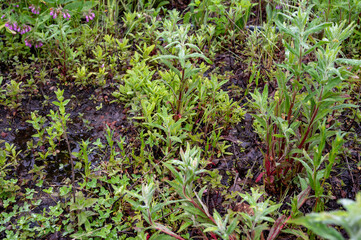 Mentha aquatica medicinal plant or water mint is perennial flowering plant in the mint family Lamiaceae.