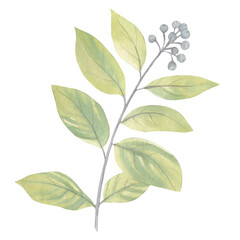 Watercolor leaves on a branch isolated on a white background. Delicate leaves for design, cards, packaging, wallpaper, print. Illustration of a branch with leaves of pale green color