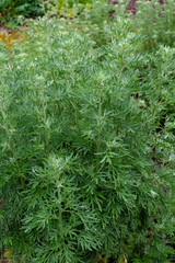 Botanical collection, young green leaves of Artemisia absinthium wormwood, absinthe, mugwort, wermout poisonous species of Artemisia, ornamental plant and is used as ingredient in spirit absinthe. - obrazy, fototapety, plakaty