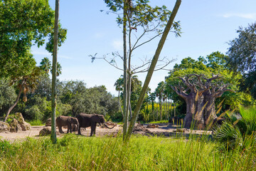 Elefantes © Jhonattan