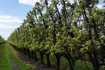 Farming in Netherlands, rows of blossoming pear trees on fruit orchards in Zeeland.