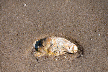 Wild creuse oyster on sandy beach at low tide, Zeeland, Netherlands