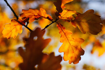 yellow oak leaves against the sky in autumn. bright autumn background