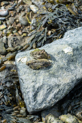 Wild creuse oysters shellfish growing on stones in salted water of Oesterschelde during low tide, Zeeland, Netherlands