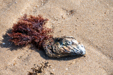 Wild creuse oyster on sandy beach at low tide, Zeeland, Netherlands