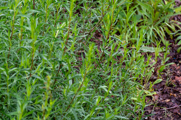 Botanical collection, Artemisia dracunculus or taragon kitchen herb