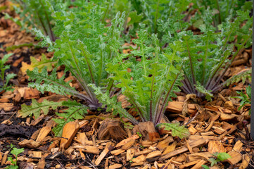 Botanical collection, Cnicus benedictus or holy thistle plant in early summer