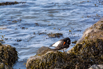 Eurasian oystercatcher bird looking for oysters during low tide in Oesterschelde national park, Zeeland, Netherlands