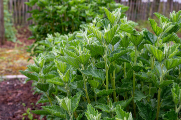 Botanical collection, medicinal plant althaea officinalis in summer