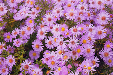 Violet bright flowers on floral wallpaper,. Close up many purple blooming flowers in garden on flowerbed.