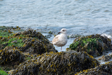 Young seagull sitting on rock during low tide in North Sea, Zeeland, Netherlands