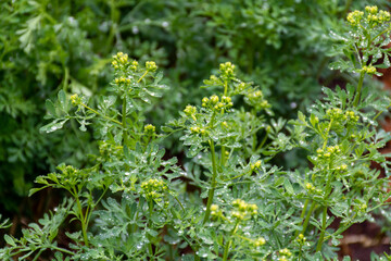 Ruta graveolens medicinal plant or strong smelling rue, commonly known as rue or herb-of-grace, is ...