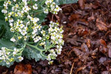 Botanical collection, white blossom of eadible sea shore plant Crambe maritima or sea...