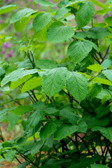 Botaical collection, green leaves of eleutherococcus senticosus or siberian ginseng medicinal plant