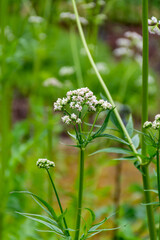 Obraz premium Blossom of Valeriana medicinal flowering plants in family Caprifoliaceae