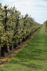 Fototapeta na wymiar Farming in Netherlands, rows of blossoming pear trees on fruit orchards in Zeeland.