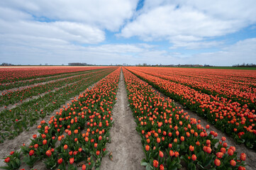 Tulip bulbs production industry, colorful tulip flowers fields in blossom in Netherlands