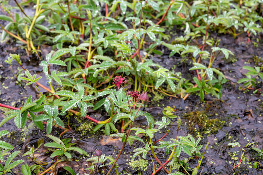 Comarum palustre or Potentilla palustris medicinal plant, known by the common names purple marshlocks, swamp cinquefoil and marsh cinquefoil waterside shrub.