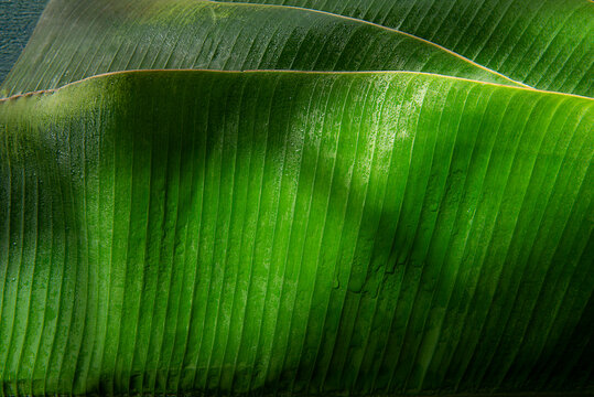 Closeup Banana leaf 
