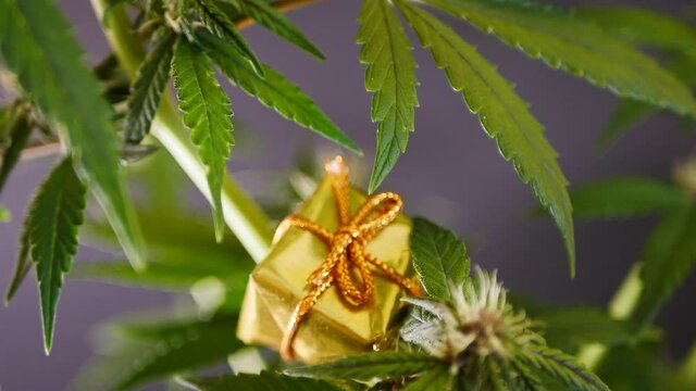 Close up put gift box on cannabis plant. Marijuana herbal products. Christmas sale. CBD oil present. 4k video