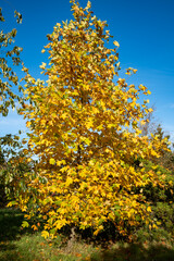 Naklejka premium a yellow orange colored tree in autumn. colorful autumn leaves against a bright blue sky. a warm sunny autumn day 