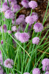 Botanical collection, violet blossom of edible, medicinal, ornamental garden plant Alllium, chive onion plant