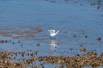 White sea birds catching oysters shellfish in Oesterschelde at low tide, Zeeland, Netherlands