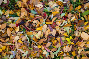 very many colorful leaves on the ground. autumn leaves fall from the tree. autumn background photo. Detail shot of different discolored foliage. 