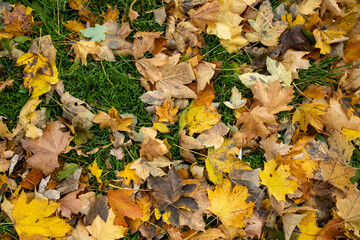 very many colorful leaves on the ground. autumn leaves fall from the tree. autumn background photo. Detail shot of different discolored foliage. 