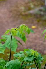 Botaical collection, green leaves of eleutherococcus senticosus or siberian ginseng medicinal plant