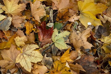 very many colorful leaves on the ground. autumn leaves fall from the tree. autumn background photo. Detail shot of different discolored foliage. 