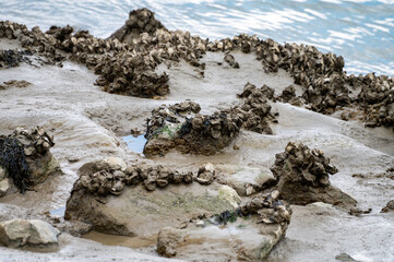 Fototapeta na wymiar Group of live oysters shellfish growing on stones at low tide in North sea, Zeeland, Netherlands