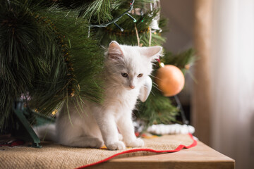 Happy white  cat plays with a Christmas toy. New year season, holidays and celebration. Naughty...