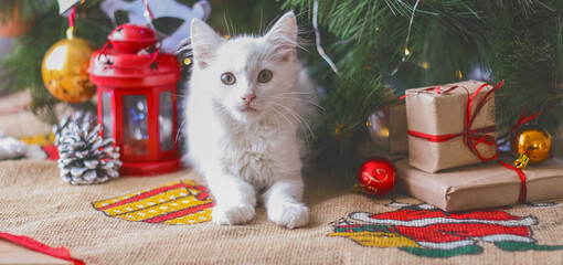 Happy white  cat plays with a Christmas toy. New year season, holidays and celebration. Naughty...