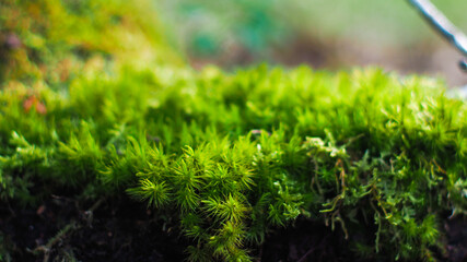 Macro de petits éléments végétaux et de mousse végétale, dans la forêt des Landes de Gascogne
